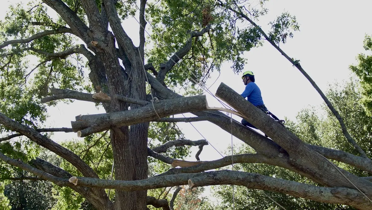Professional Crown Thinning performed by certified arborists in Boron